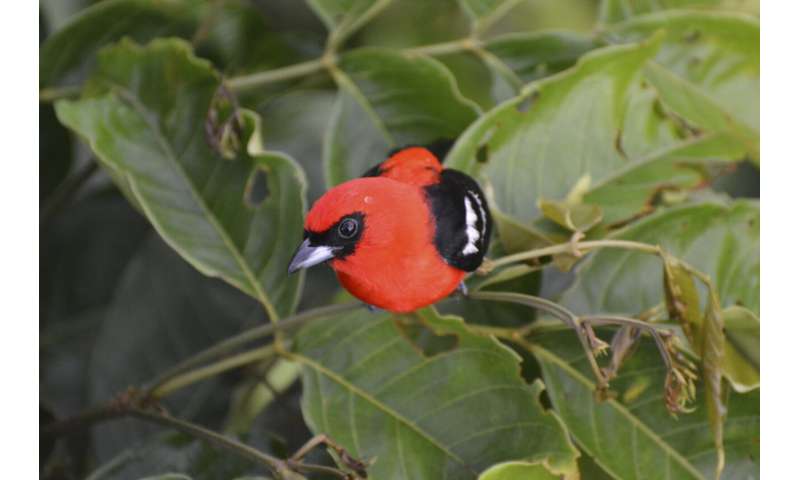 Farms with natural landscape features provide sanctuary for some Costa Rica rainforest birds