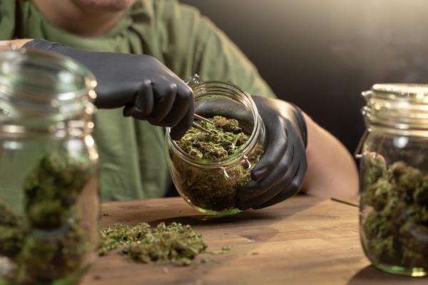 准备消费的大麻花蕾,装在一个人手中的玻璃罐里