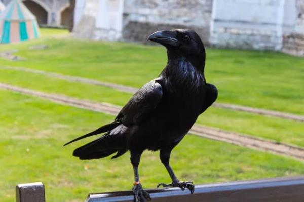 The Tower of London recently announced the birth of two ravens (Picture: Getty Images/EyeEm)
