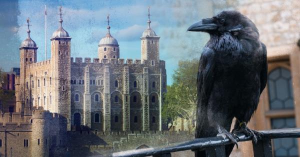 Caption: King?s mythical raven meets grisly end at Tower of London
Getty
