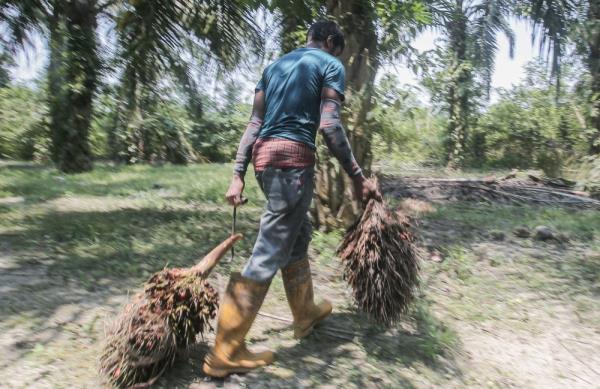 Indonesia set to produce less palm oil this year due to higher biodiesel usage locally, to support benchmark Malaysian prices