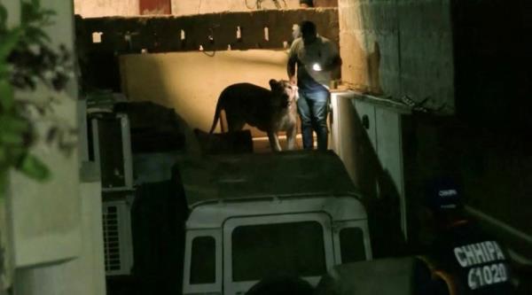 Lion escapes into heavy traffic in Pakistani city of Karachi