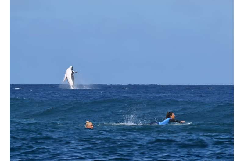 Every year, humpback whales travel from breeding grounds in Antarctica to the balmy waters of French Polynesia