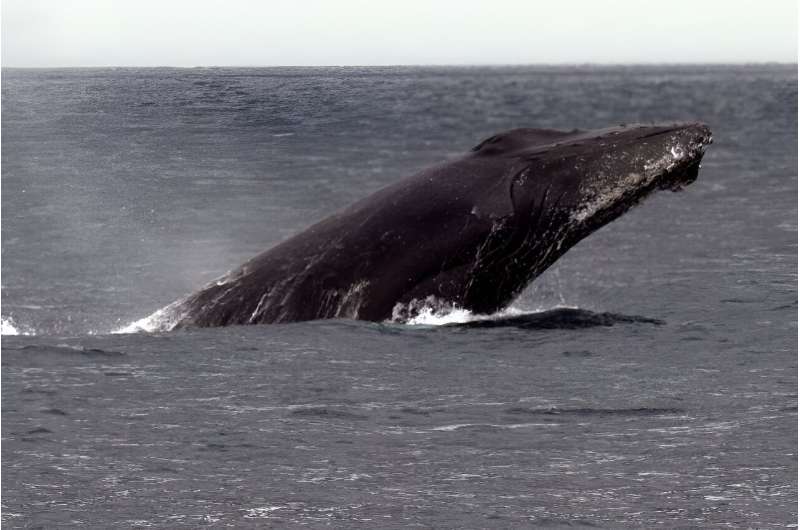 Whale-watching and whale-swimming cruises are booming in French Polynesia