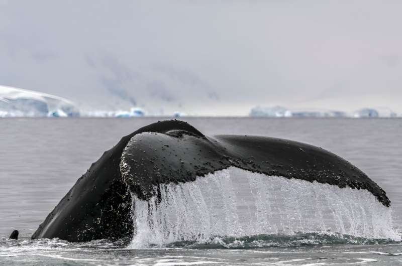 Humpback whales are under threat from climate change, ship strikes and whale watching harassment, among other risks