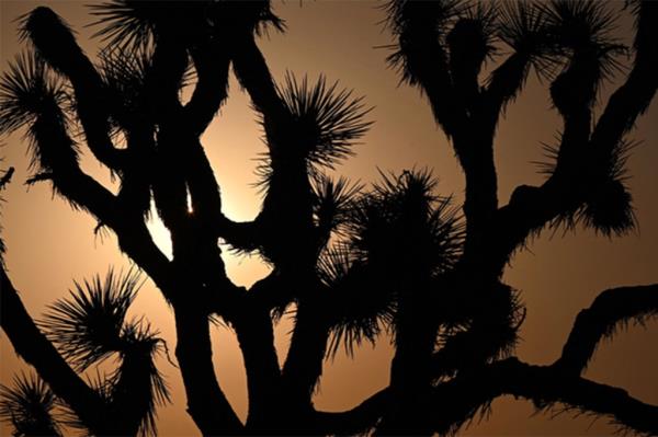 The sun sets behind Joshua Trees in Lancaster, California.