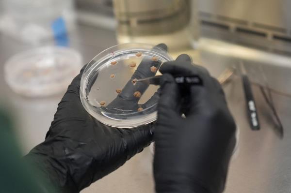 California Cultured lab technician Aubrey McKeand works on cell cultures in the company's lab in West Sacramento.