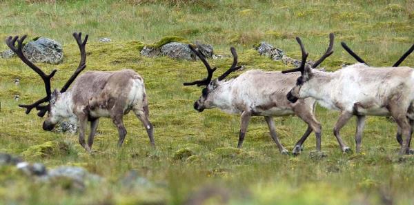 Reindeer
