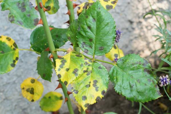 Because of black spot my mother-in-law had to get rid of her roses. I use this spray and the disease bypasses the garden