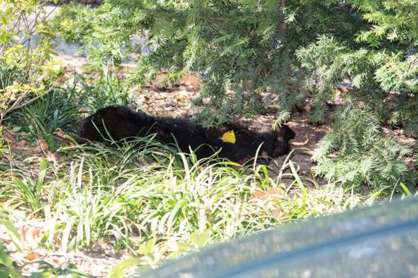 bear