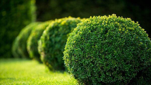 Garden Q&A: What is turning my box plant and hedge brown
