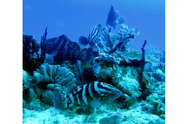Protected sex: study records grouper mating calls in marine managed areas