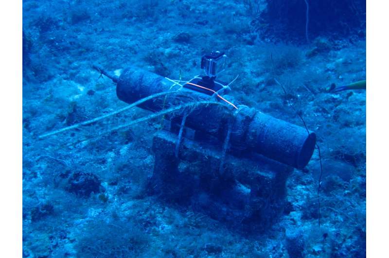 Protected sex: study records grouper mating calls in marine managed areas