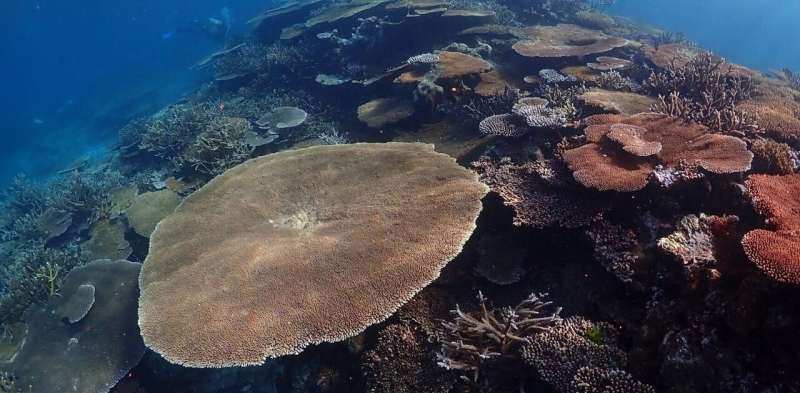 Remote Pacific coral reef shows at least some ability to cope with ocean warming—new study