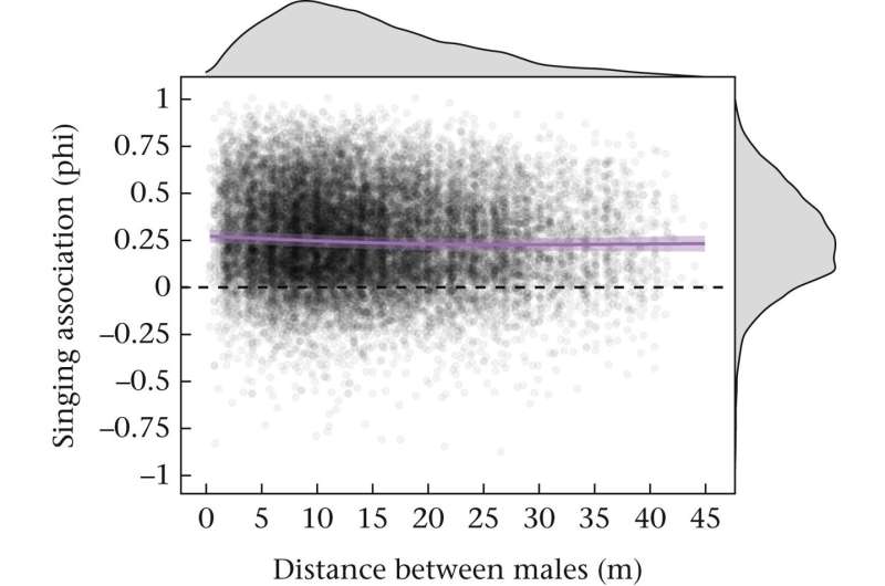 Male crickets court females in unison—unless rivals get too close