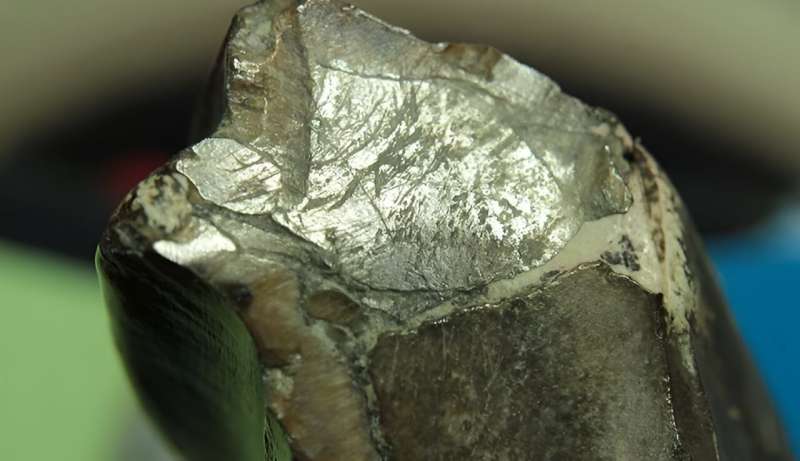 食草恐龙进化出备用牙齿以吃坚硬食物