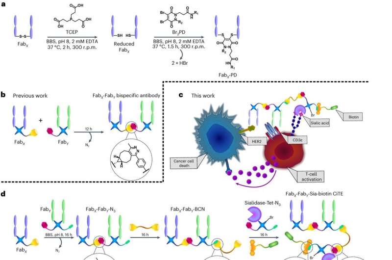 Potent anti-cancer therapy created using 'click chemistry'