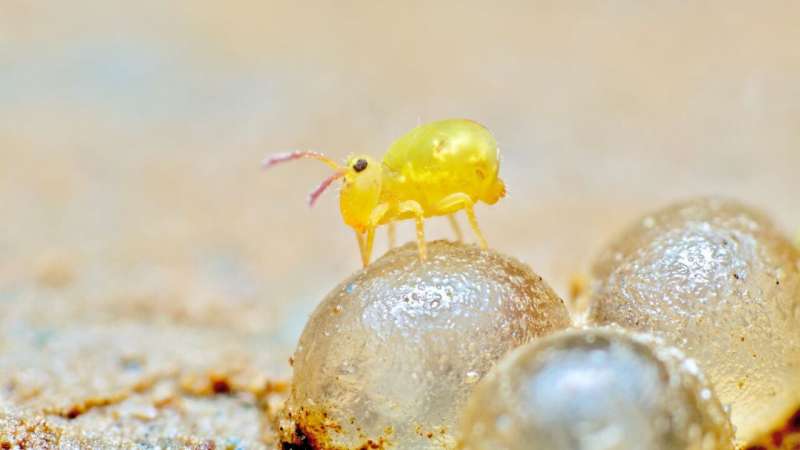 Two thirds of the world's biodiversity lives in the soil