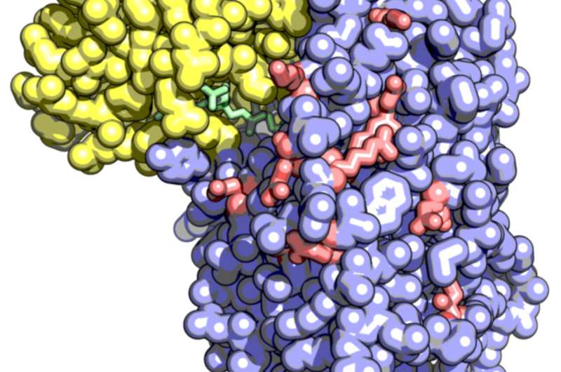 Tailored enzymes open new possibilities for improving the smell of fish protein powders