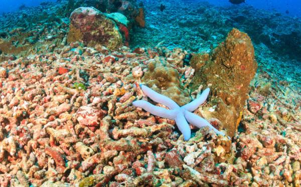 A single starfish on an area or bleached, dead coral. ocean acidification