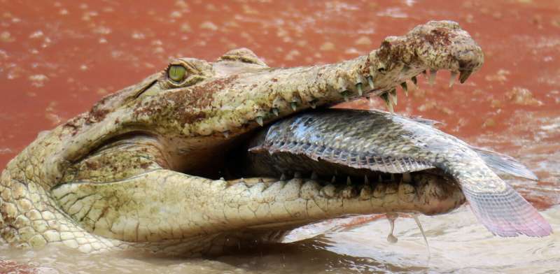 Genetic study reveals that a captive-bred population could save endangered crocodile from extinction