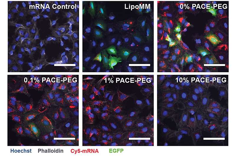 Sniffing nanoparticles loaded with mRNA could lead to advanced lung therapeutics