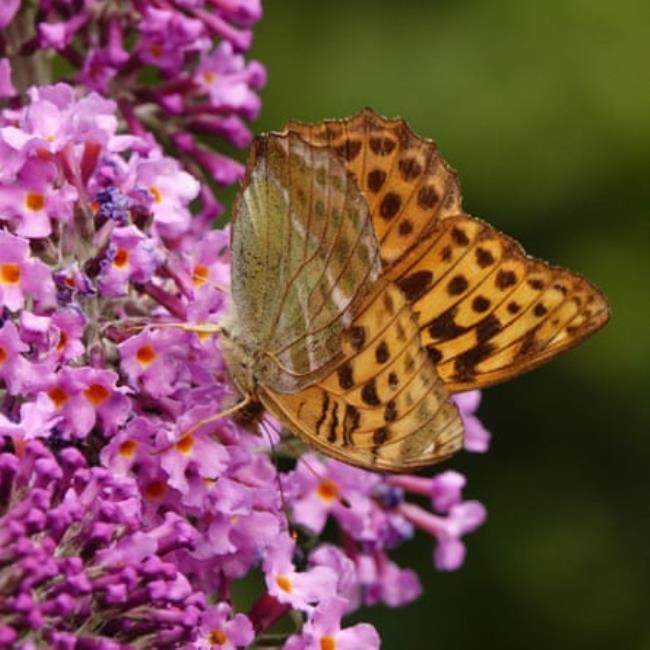 silver-washed fritillary Argynnis paphia DSC06259
