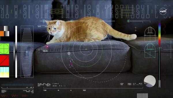 Cat named Taters steals the show in first video sent by laser from deep space