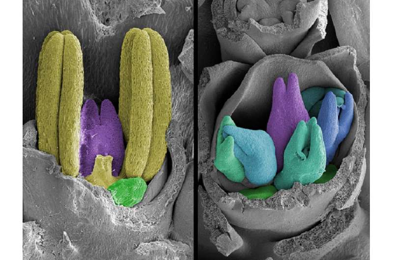Cracking the code for better barley—and more of it