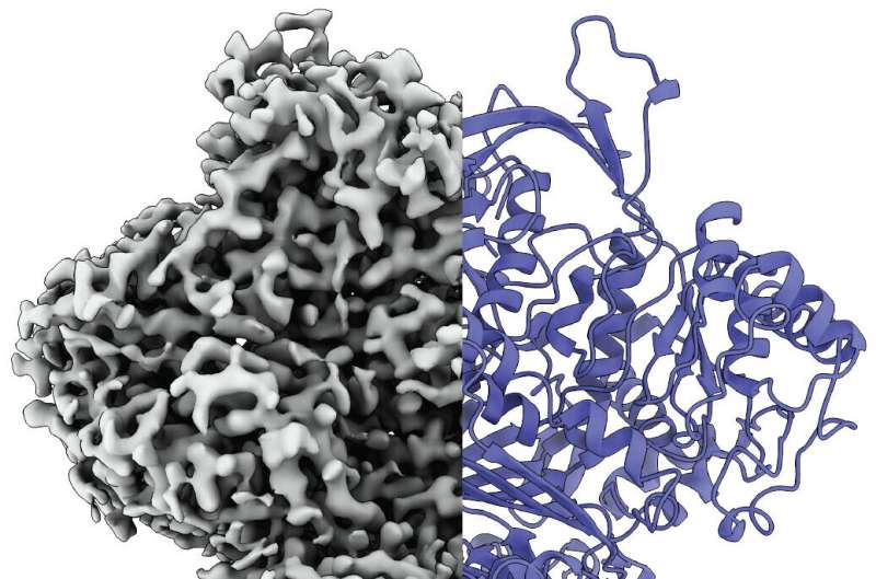 From chaos to order: proteins can re-structure themselves to create important substances