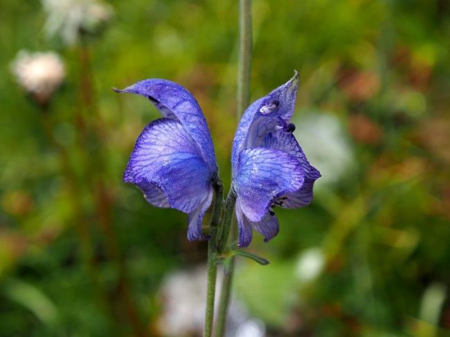34-facts-about-aconitum