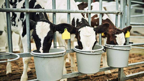 What to look for in the right milk replacer for your calves