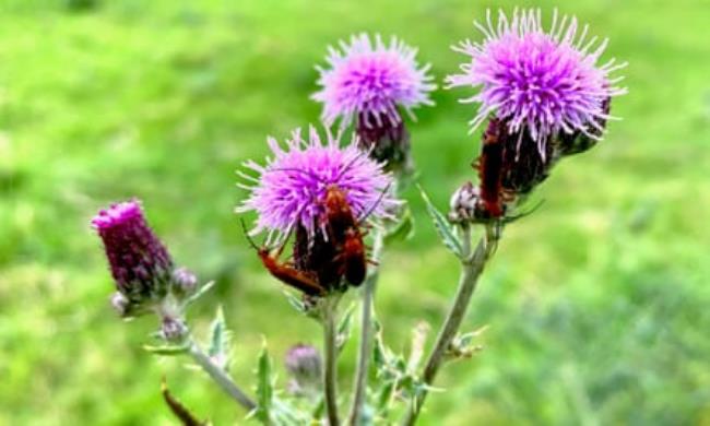 Soldier beetles on a thistle.