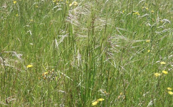 Chilean needle grass