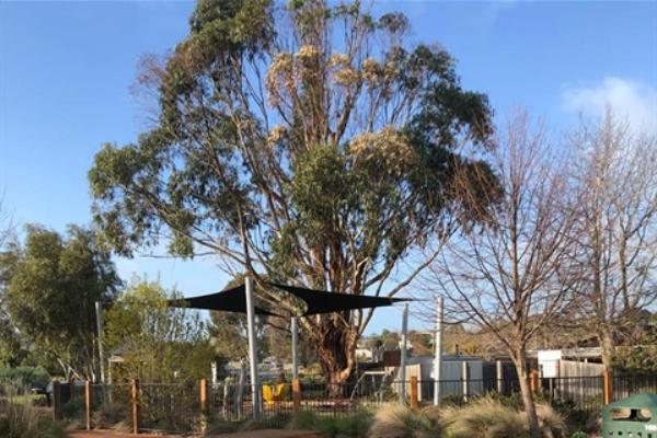 Apex Park tree.jpg
