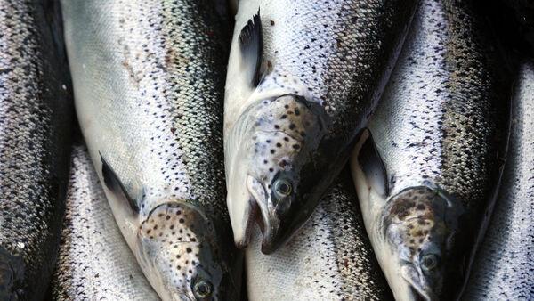 More aquatic animals farmed than fished in 2022 in world first – UN
