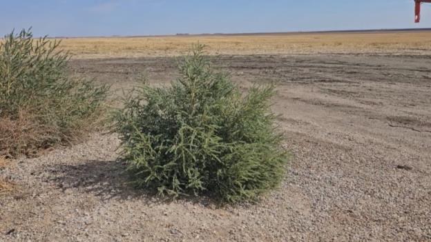 A kochia weed on Stuart Lawrence's farm near Rosetown, Sask.