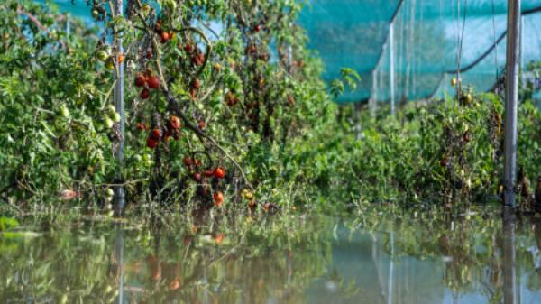 Tomatoes are seen in the water at a partially flooded organic farm near Nagymaros, Hungary, September 21, 2024. REUTERS/Marton Monus
