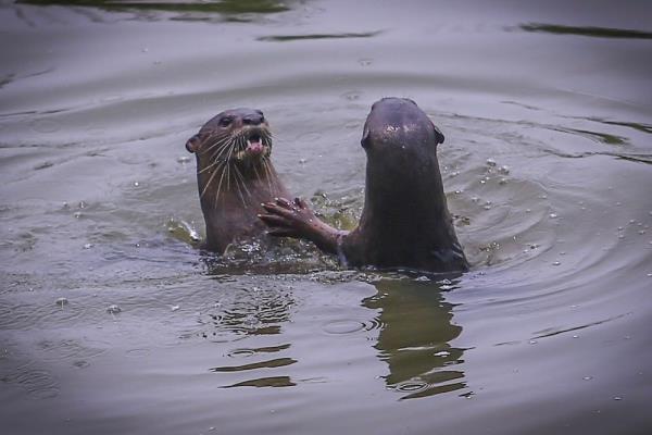 KK closes Tanjung Aru park after otter attack on joggers