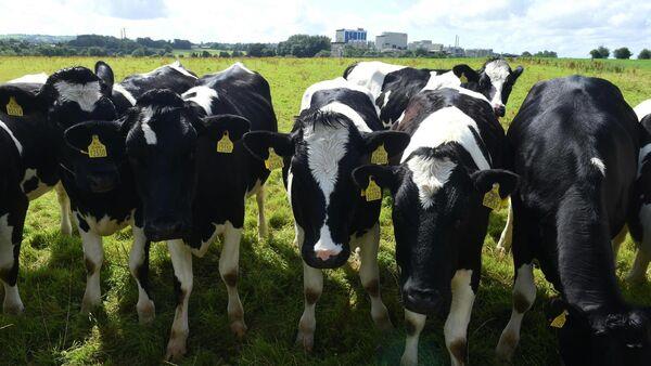 Southern Ireland is the biggest dairy producer in Europe but for how long