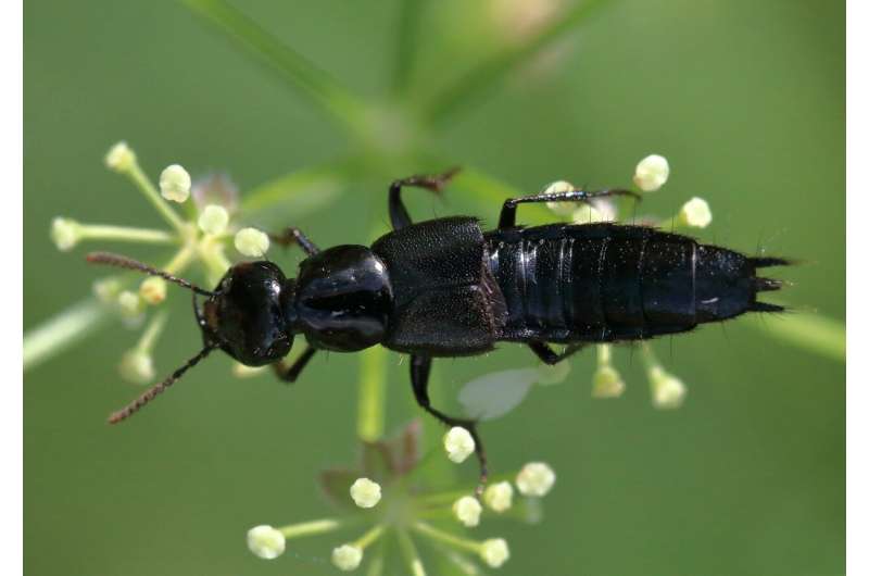 rove beetle