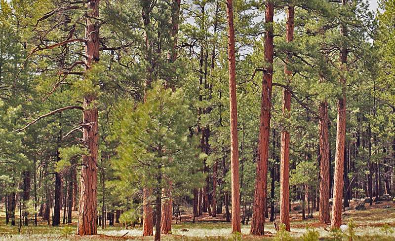 Countering false and omitted evidence of historically heterogeneous western US dry forests and mixed-severity fires