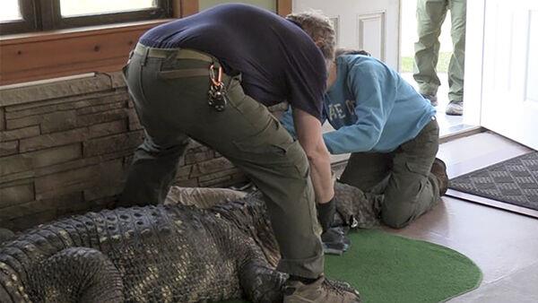 Authorities seize ailing alligator kept illegally in US swimming pool