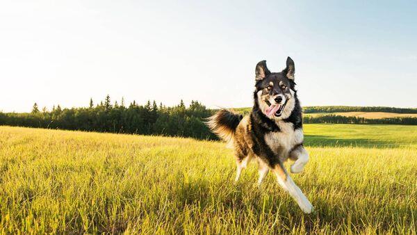 New Dog Control Stakeholder Group to consider breed restrictions