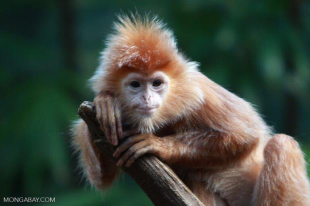 Javan lutung by Rhett A. Butler/Mongabay.