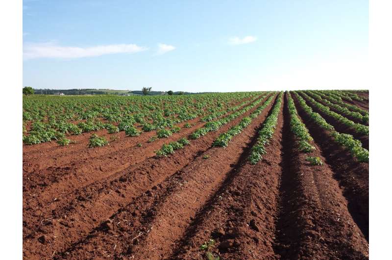 soil