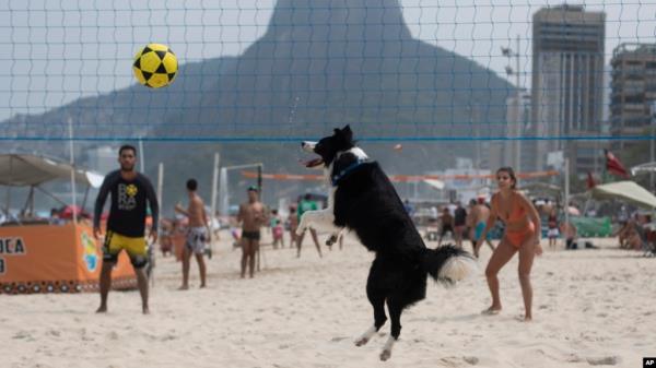 The border collie named Floki high-fives his coach Gustavo Rodrigues, left, as they prepare to play foot volley on Leblon beach in Rio de Janeiro, Sept. 8, 2024.