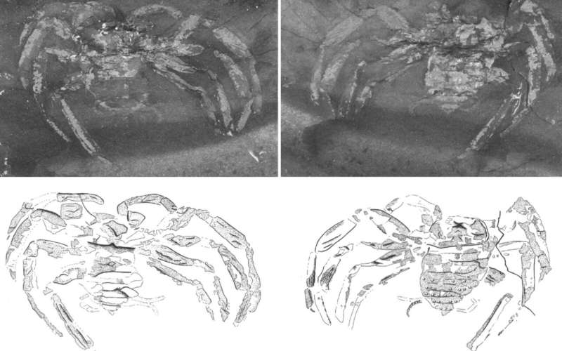 Museum curator identifies the oldest spider fossil ever found in Germany