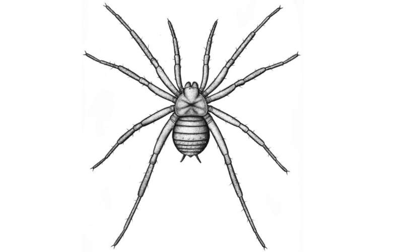 Museum curator identifies the oldest spider fossil ever found in Germany