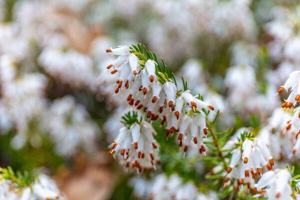 White-flowering winter heather. White-flowering winter heather.